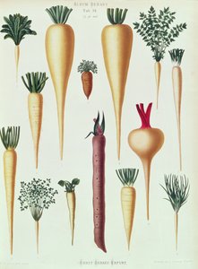 Turnips, Tab XII from the 